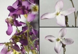 【種子を出品】◆　ナイトセンテッドストック Matthiola longipetala 10粒/アブラナ科/夜咲芳香花