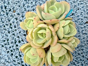 多肉植物 　ピーチプリデ　抜き苗　7ハーフポット　寄せ植え　（青）