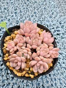 多肉植物　ディッシュ　7ハーフポット 　抜き苗　寄せ植え　（黄色）