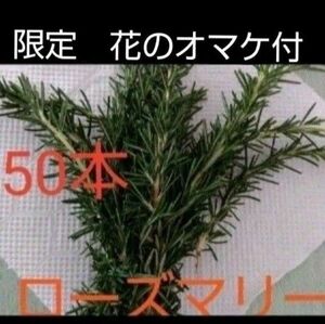 自家栽培　無農薬　オーガニック朝摘みのフレッシュ　ローズマリー　約50本程　只今、花が咲き出しました。季節限定でオマケします