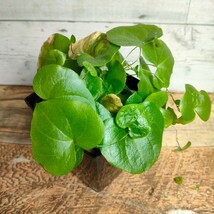 【現品】 ディオスコレア エレファンティペス ■ アフリカ亀甲竜 ■ キッコウリュウ ■ dioscorea elephantipes _画像6