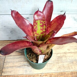 【現品】 ネオレゲリア ウィニー ザ プー neoregelia winnie the pooh 2.5号の画像6