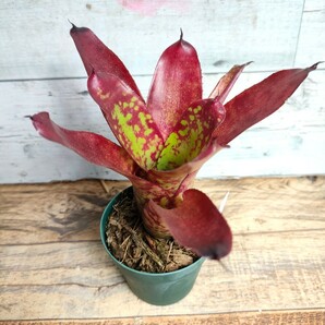 【現品】 ネオレゲリア ウィニー ザ プー neoregelia winnie the pooh 2.5号の画像2