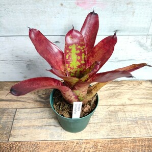 【現品】 ネオレゲリア ウィニー ザ プー neoregelia winnie the pooh 2.5号の画像4