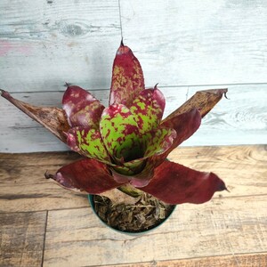 【現品】 ネオレゲリア　ウィニー　ザ　プー　neoregelia winnie the pooh　2.5号 2