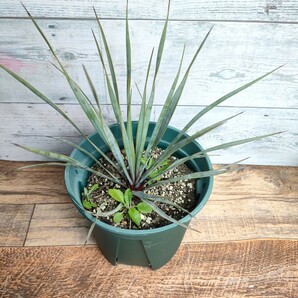 ユッカ ロストラータ 5号 yucca rostrata 幹立ち ドライガーデン 耐寒性 幹上がりの画像6