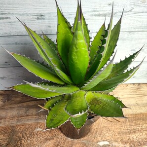 【特選】 アガベ ホリダ  HORRIDA 極上強刺株 多肉植物 極上株 激レア チタノタ 5号 AGAVE titanotaの画像3