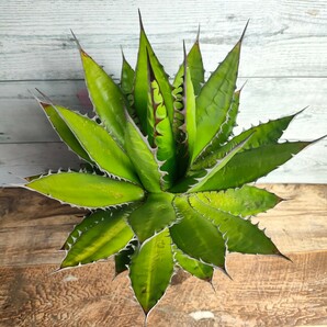 【特選】 アガベ ホリダ  HORRIDA 極上強刺株 多肉植物 極上株 激レア チタノタ 5号 AGAVE titanotaの画像2