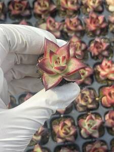 128株　S88-5　多肉植物 エケベリア　　 紅檀　　　超美苗 サボテン 観葉植物 花 園芸　レア種 土と根付きで