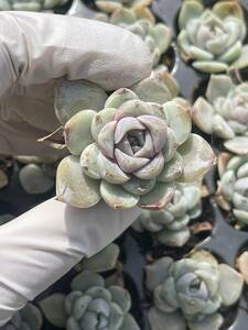 105株　S130-5　多肉植物 エケベリア　　 雪うさぎ　　　超美苗 サボテン 観葉植物 花 園芸　レア種 土と根付きで