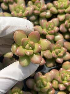 105株　S143-4　多肉植物 エケベリア　　 丸葉松緑　　　超美苗 サボテン 観葉植物 花 園芸　レア種 土と根付きで