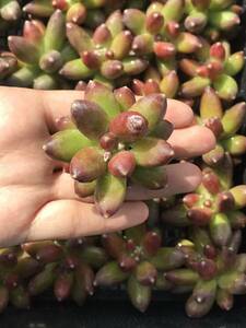 28株 V538 多肉植物 エケベリア 千代田の松 超美苗 サボテン 観葉植物 花 園芸　レア種