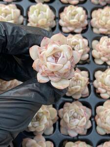 128株 X14-4多肉植物 エケベリア ピンク氷超美苗 サボテン 観葉植物 花 園芸　レア種 土と根付きで