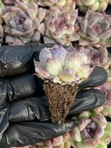  128株 X20-4多肉植物 エケベリア 　紫水晶超美苗 サボテン 観葉植物 花 園芸　レア種 土と根付きで_画像2