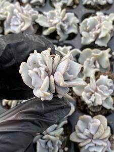  105株 X36-4多肉植物 エケベリア 白い餃子の皮超美苗 サボテン 観葉植物 花 園芸　レア種 土と根付きで