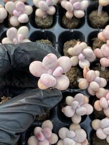 105株 X38-4多肉植物 エケベリア ももの卵超美苗 サボテン 観葉植物 花 園芸　レア種 土と根付きで