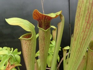 食虫植物　サラセニア アラタ var. atrorubra　MK　A33 株分け苗　1鉢