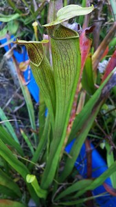 食虫植物　サラセニア アラタ var. rubrioperculata MK A1 株分け苗　1鉢