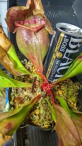 食虫植物　サラセニア プルプレア ベノサ very large 株分け苗　1鉢