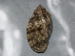貝の標本 Harpa amouretta 55mm.dark.