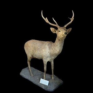 m10057 peeling made deer 10 -years old parent deer specimen nature Showa era 61 year collection pick up limitation! Sapporo 