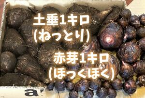 里芋種芋2Kgスペシャルセット☆土垂1Kg/赤芽1Kg ☆家庭菜園でたくさん収穫できる☆ ねっとり/ほっくほく【残りわずか】