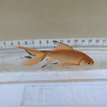 金曜日発送（22日）【宮城鉄魚飼育研究会】赤鉄魚（小）②11センチくらい_画像9