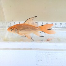 金曜日発送（22日）【宮城鉄魚飼育研究会】赤鉄魚（小）②11センチくらい_画像5