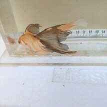 金曜日発送（15日）【宮城鉄魚飼育研究会】ぶち鉄魚（小）④10センチくらい_画像6