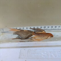 金曜日発送（15日）【宮城鉄魚飼育研究会】ぶち鉄魚（小）④10センチくらい_画像9