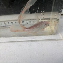 金曜日発送（22日）【宮城鉄魚飼育研究会】白鉄魚（中）②尾訳あり　16センチくらい_画像6