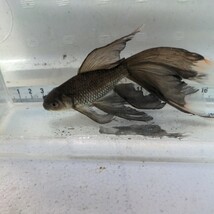 金曜日発送（22日）【宮城鉄魚飼育研究会】黒系鉄魚（中）③羽衣　訳あり　15センチくらい_画像1