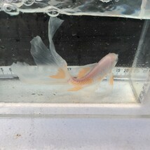 金曜日発送（22日）【宮城鉄魚飼育研究会】白鉄魚（中）④赤混ざり　尾訳あり　14センチくらい_画像9