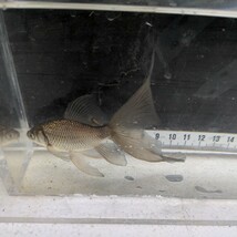 金曜日発送（5日）【宮城鉄魚飼育研究会】錆鉄魚（小）①極上　羽衣　胸鰭たたみ　12センチくらい_画像8