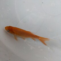 金曜日発送（29日）【宮城鉄魚飼育研究会】赤鉄魚（小）③10センチくらい_画像4