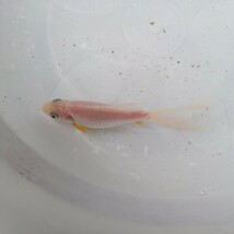 金曜日発送（29日）【宮城鉄魚飼育研究会】白鉄魚（中）②12センチくらい_画像4