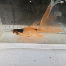 金曜日発送（29日）【宮城鉄魚飼育研究会】ぶち鉄魚（小）③14センチくらい_画像1