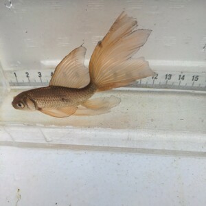 金曜日発送（５日）【宮城鉄魚飼育研究会】錆鉄魚（小）③極上　羽衣　10センチくらい