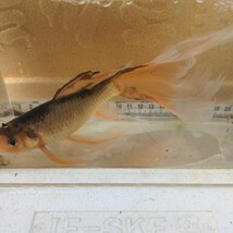 金曜日発送（5日）【宮城鉄魚飼育研究会】ぶち鉄魚（大）⑦極上羽衣　尾訳あり　18センチくらい_画像8