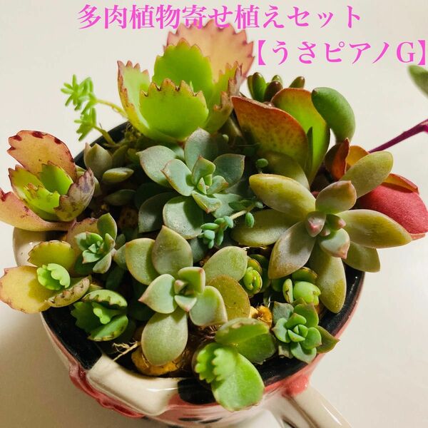 【うさピアG】訳あり 抜き苗 もりもり 多肉植物 寄せ植え用苗セット カット苗