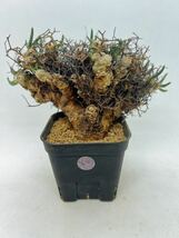 60 輸入株 発根ありTylecodon reticulatus チレコドン・レティキュラーツス 万物想 塊根植物 サボテン 多肉植物 コーデックス_画像1