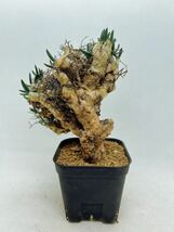 62 輸入株 発根ありTylecodon reticulatus チレコドン・レティキュラーツス 万物想 塊根植物 サボテン 多肉植物 コーデックス_画像2