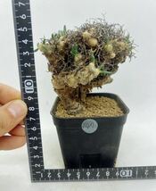 47 輸入株 発根ありTylecodon reticulatus チレコドン・レティキュラーツス 万物想 塊根植物 サボテン 多肉植物 コーデックス_画像9