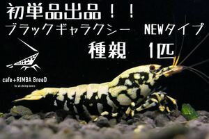 【cafe +RIMBA BreeD】n4 初単品出品！！ブラックギャラクシーNEWタイプ　極美種親1匹　※同梱可