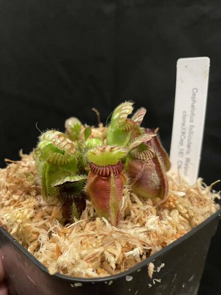 cephalotus follicularis Walpole CK clone セファロタス　フォリキュラリス　ウォルポール食虫植物 山野草 パルダリウム 