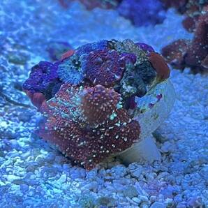 ディスクコーラル マルチカラー フラグ活着 サンゴの画像1