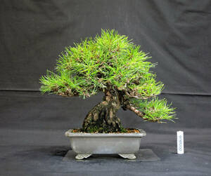  red pine bonsai depth 25cm width 29cm height 27cm ( store receipt un- possible, pot . pain equipped )