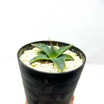 Agave uthaensis var. eborispina★アガベ ユタエンシス エボリスピナ★実生株★_画像4