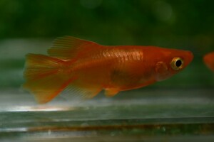 ◆現物出品◆ 朱天皇 ダルマ 紅帝ダルマ ヒカリ体型 メダカ 若魚 雄1 雌1 【上毛めだか倶楽部】(190)