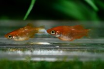 ◆現物出品◆ 朱天皇 ダルマ 紅帝ダルマ ヒカリ体型 メダカ 若魚 雄1 雌1 【上毛めだか倶楽部】(509)_画像1